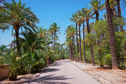Palmeral de Elche