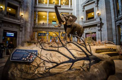 Museo de Historia Natural de Londes