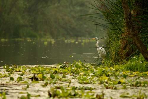 Chinampas en Xochimilco