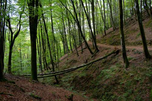 Parque Natural del Señorío de Bértiz