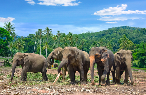 Orfanato de elefantes en Pinnawala,Sri Lanka