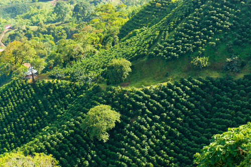Plantación de café en Colombia