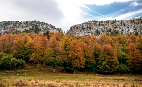 Selva de Oza en Pirineos