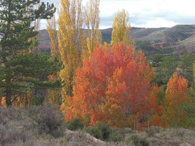 Vía Verde de Ojos Negros
