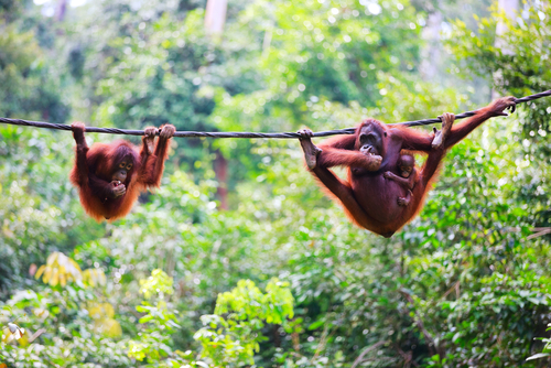 Selva de Borneo