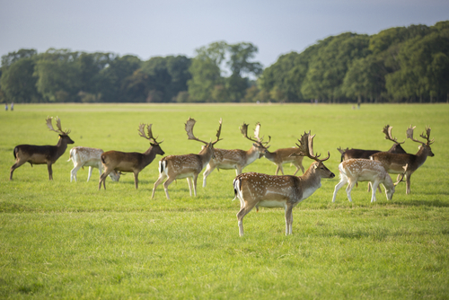 Phoenix Park, Dublín