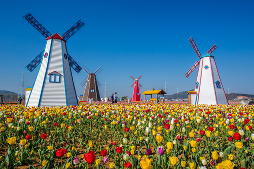 Campo de tulipanes en Holanda