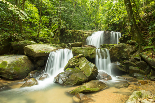 Selva de Borneo