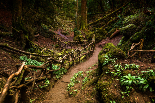 Puzzlewood en Reino Unido