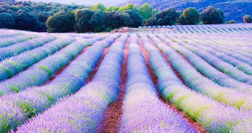 Campo de lavanda en Brihuega