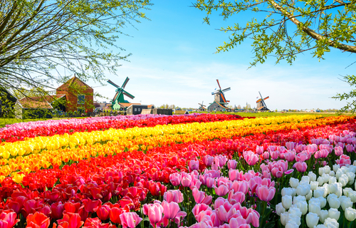 Campo de flores en Holanda