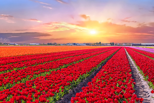 Campo de flores en Holanda