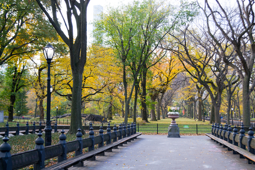Literally Walk en Central Park