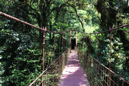 Bosque Nuboso Monteverde en Costa Rica