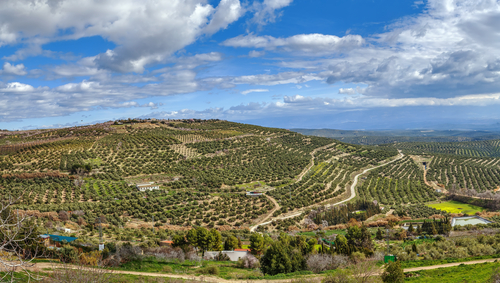 Olivares en la provincia de Jaén