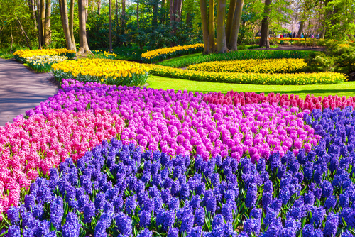 Keukenhof, el jardín más bonito de Holanda