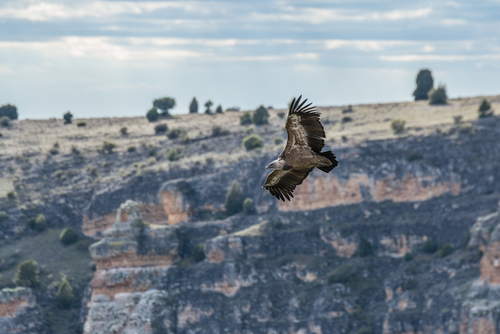 Buitre en las Hoces del Duratón