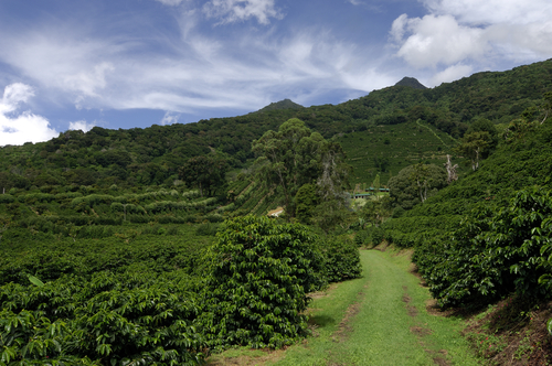 Plantación de café en Panamá