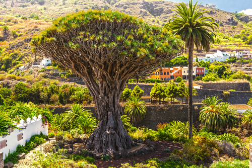 Drago milenario en el Norte de Tenerife