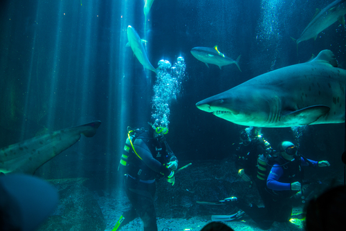 Acuario de Ciudad del Cabo