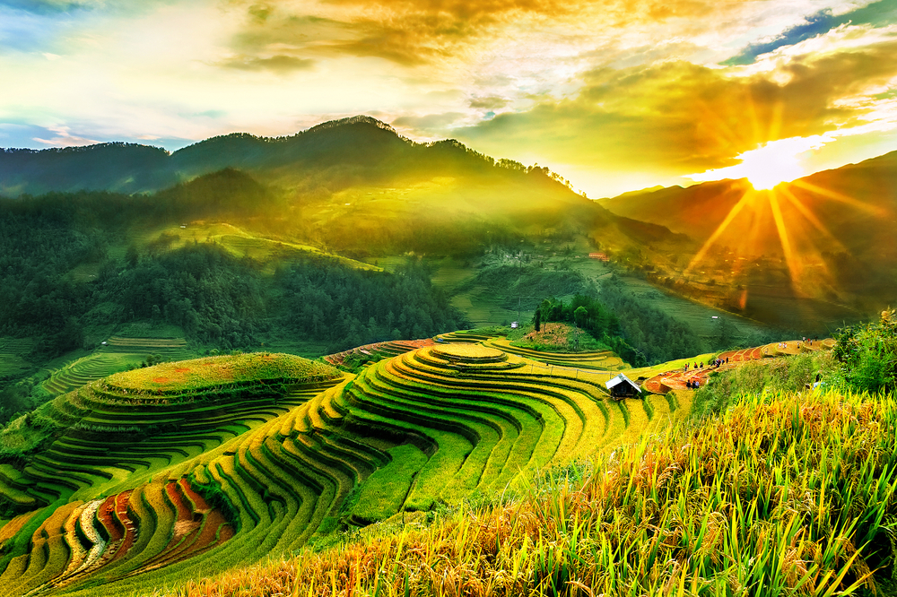 Campo de arroz en Vietnam