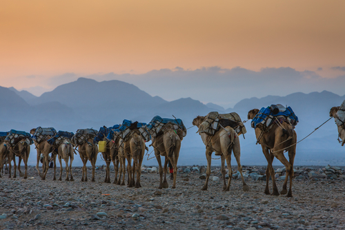 Caravana de camellos en Etiopía, uno de los países meno conocidos
