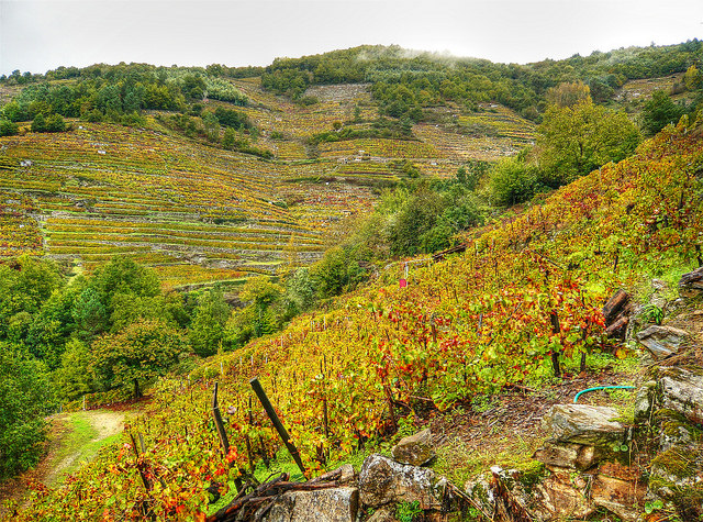 Viñedos en la Ribeira Sacra