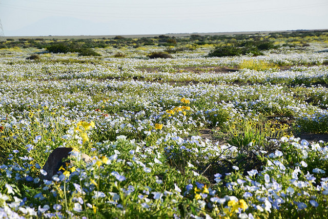 Flores en el desierto de Atacama