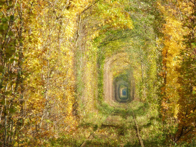 Túnel del amor, uno de los túneles de árboles más bellos