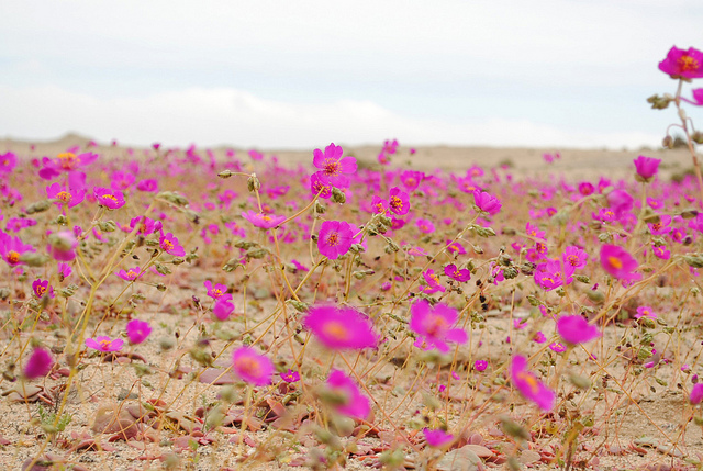 Flores en el desierto de Atacama