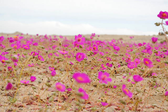 Flores en el desierto de Atacama 