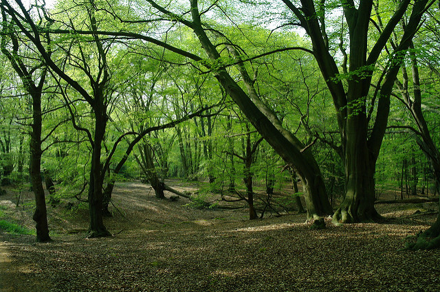 7 bosques encantados que te dejarán atrapado