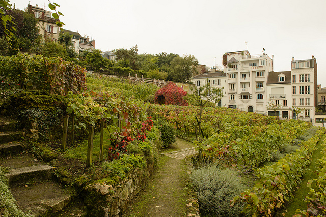 Viñedo en Montmartre, uno de los rincones secretos de París