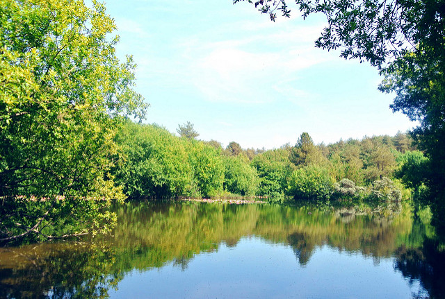 Bosques encantados: Pembrey