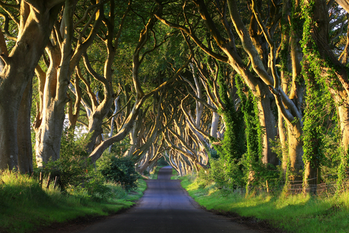 Dark Hedges, uno de los túneles de árboles más increíbles