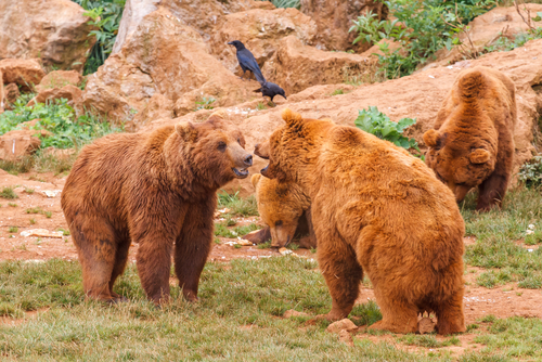 Osos en Cabárceno