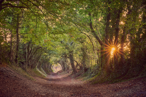 Hallnaker, uno de los túneles de árboles más bonitos