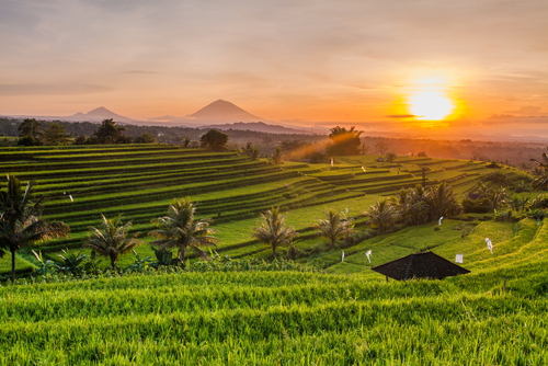 Terraza de arroz en la isla de Bali