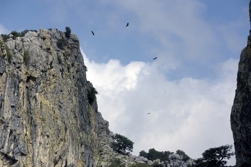 Sierra de Grazalema