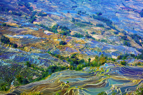 Campos de arroz en Yunnan