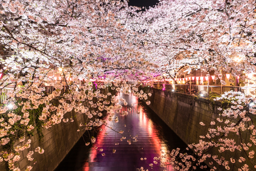 Túnel de Sakura, uno de los tçuneles de árboles más bonitos