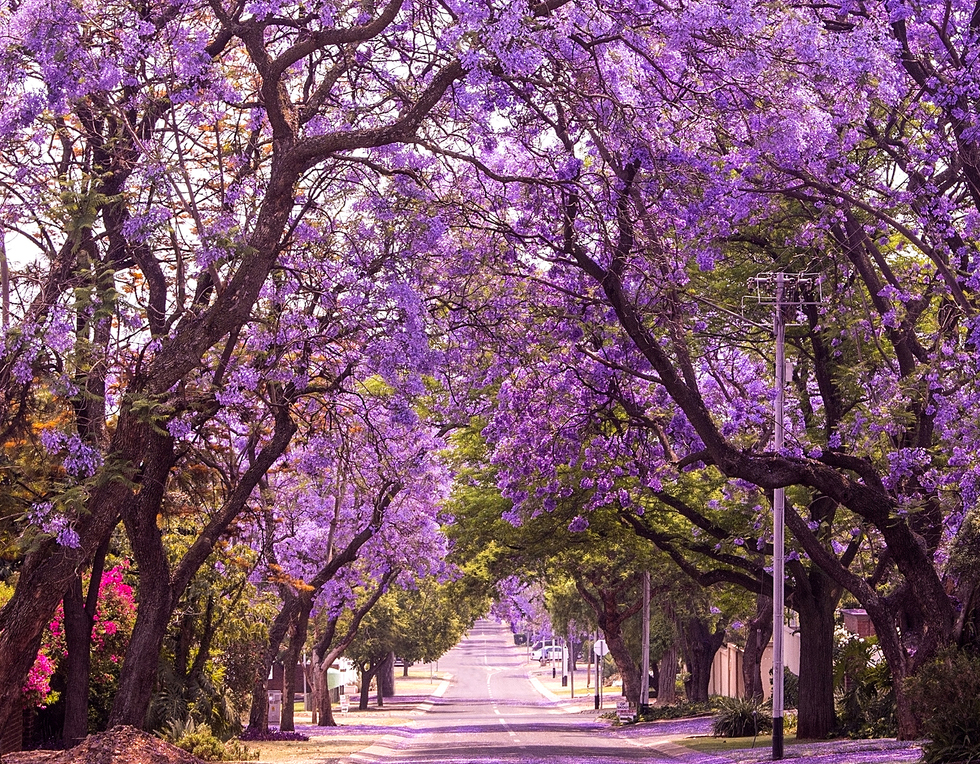 PRetoria, lugar donde hay bellos túneles de árboles