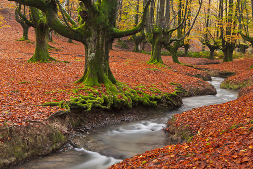 Parque Natural Gorbea en otoño