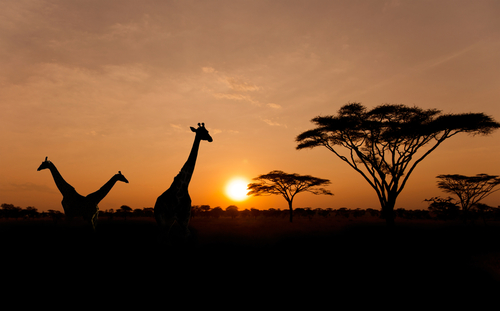 Amanecer en el Parque Nacional Serengueti