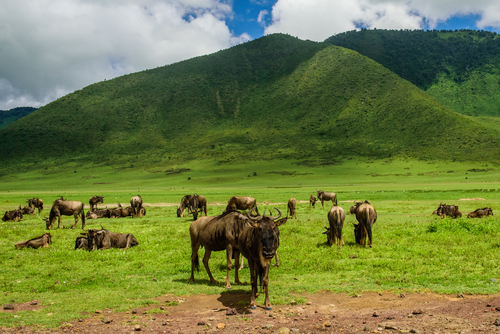 Animales en Serengueti
