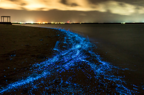 Playas soprendentes con bioluminiscencias en Maldivas