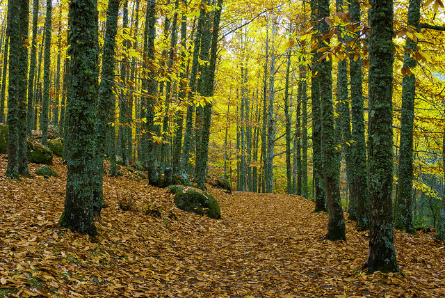 Castañar de El Tiemblo,perfecto para perderse en otoño