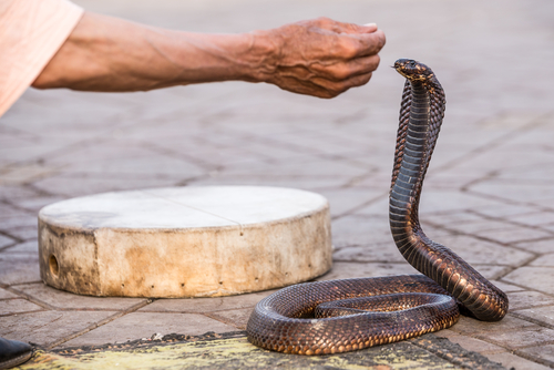 Encantador de serpientes en Yamaa el Fna