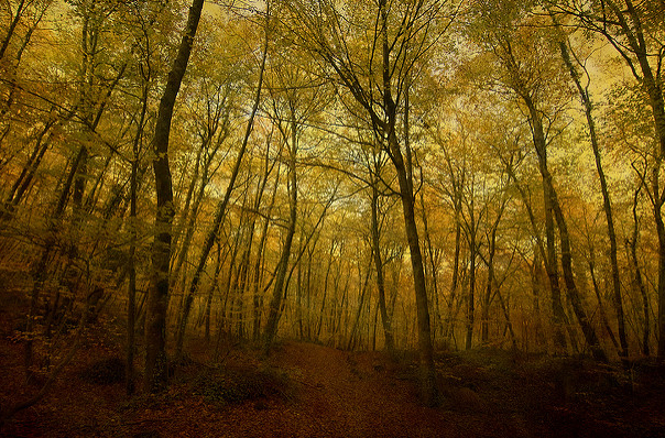 Fageda d'em Jordá, lugar para perderse en otoño