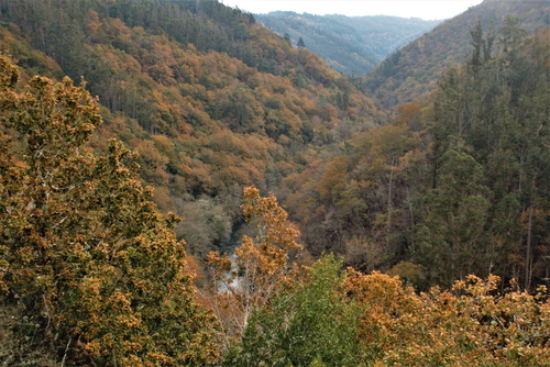 Fragas do Eume en otoño